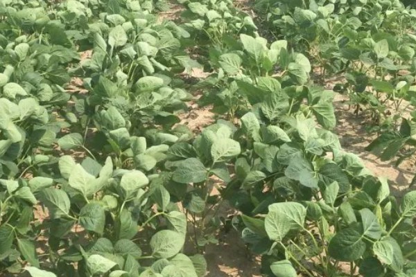 大豆紫斑病怎么防治,结荚期、嫩荚期等时期可以喷施苯菌灵等药物