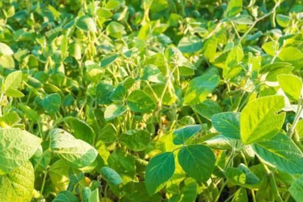 大豆紫斑病怎么防治,结荚期、嫩荚期等时期可以喷施苯菌灵等药物