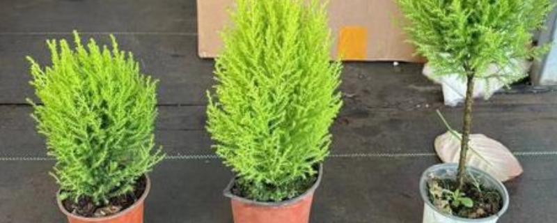 小香松的养殖方式，喜欢湿润的环境