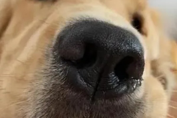 狗狗生病前的警报,常见以下6种情况