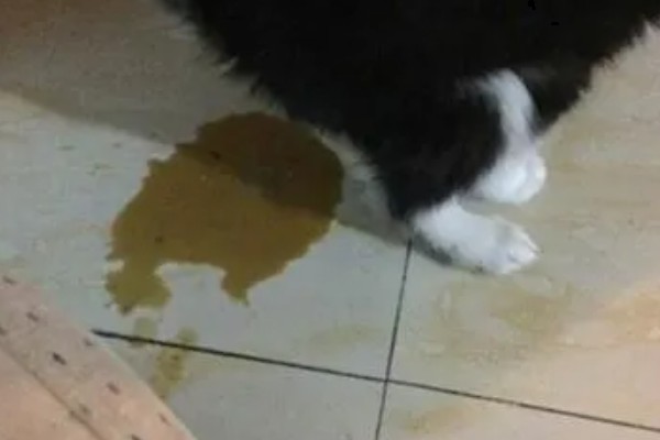 狗狗生病前的警报,常见以下6种情况