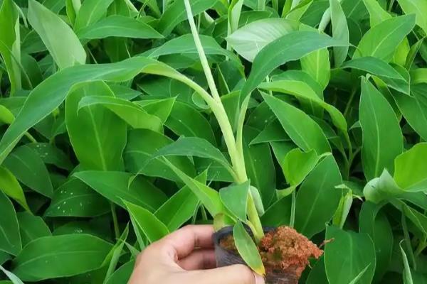 香蕉的种植要点，每天的光照时长要达到6小时以上