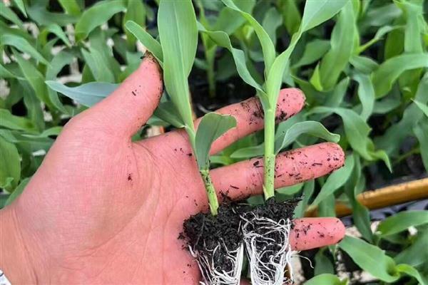 甜玉米的种植方法,要和普通玉米进行隔离种植