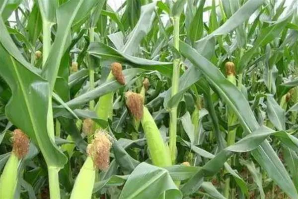 甜玉米的种植方法,要和普通玉米进行隔离种植