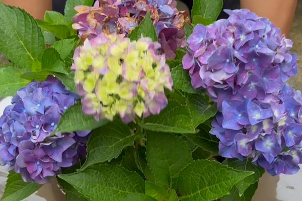 怎么养剪下的绣球花,花枝底部斜剪45°