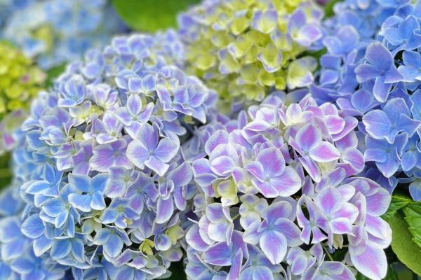 怎么养剪下的绣球花,花枝底部斜剪45°