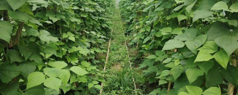 四季豆会爬藤吗，是爬藤植物