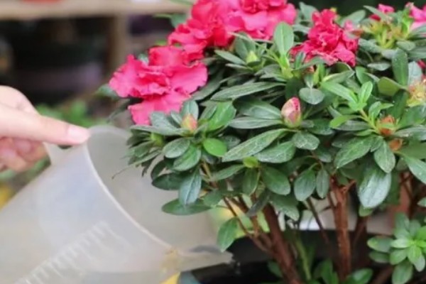 杜鹃的浇水方法，春秋季节每隔3-4天浇一次