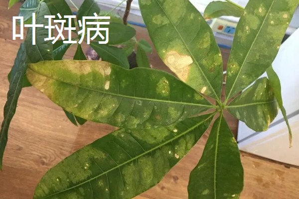 发财树叶斑病与叶枯病的区别,症状和发病时间均不同
