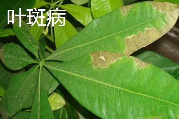 发财树叶斑病与叶枯病的区别,症状和发病时间均不同