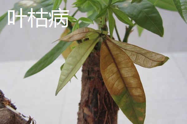 发财树叶斑病与叶枯病的区别,症状和发病时间均不同