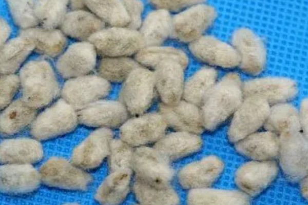二代棉种是否可以做种子,可选用少许杂交F2代棉种