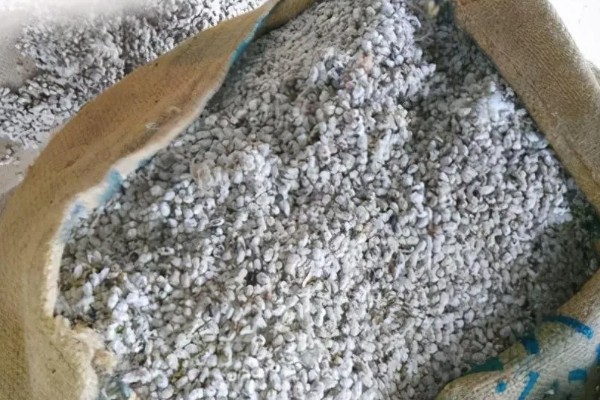 二代棉种是否可以做种子,可选用少许杂交F2代棉种