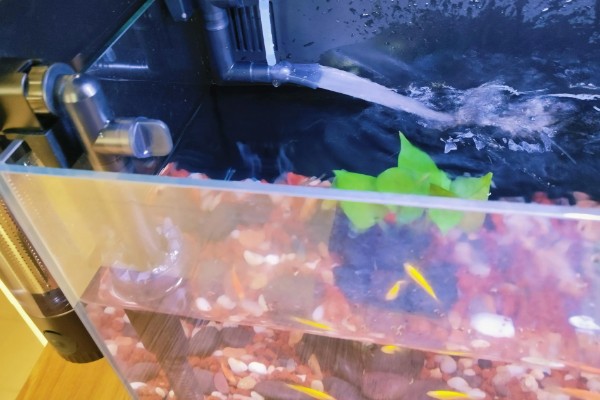 鱼缸水质差怎么补救,可以安装过滤