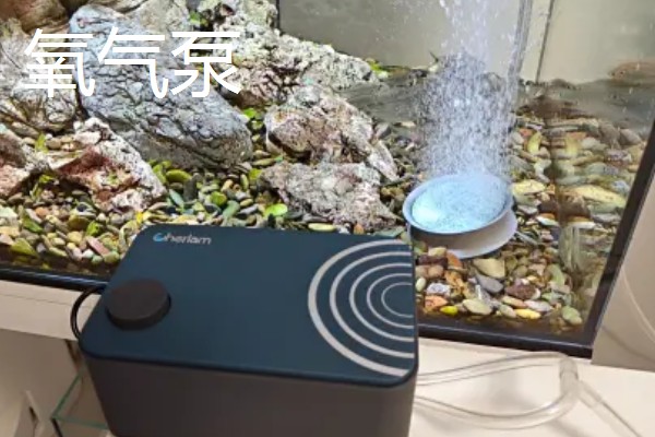 鱼缸水质差怎么补救,可以安装过滤