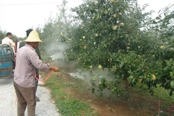 敌百杀虫剂简介,药效大约持续5-7天