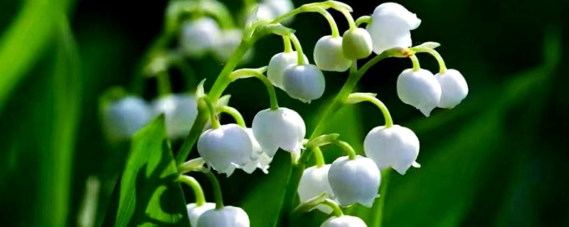 铃兰一年开花几次，一年开一次花