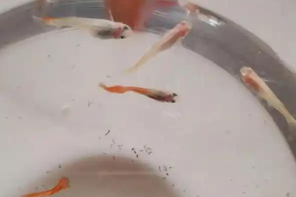孔雀鱼生孩子的前兆,臀鳍会从圆形变成方形