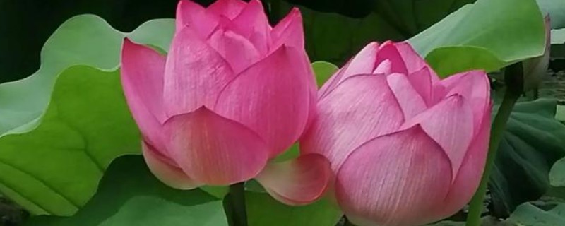 哪些花卉在夏季开放，常见荷花、茉莉花等品种