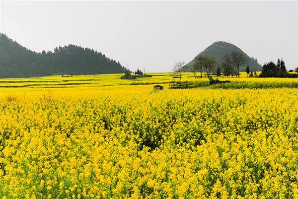 油菜花有什么习性,充足的光照有利于生长