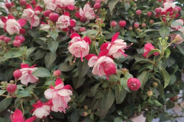 吊金钟花期掉花苞怎么处理，夏季要做好降温保湿