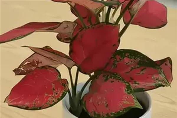 怎么养吉利红如意皇后,采用腐殖土种植