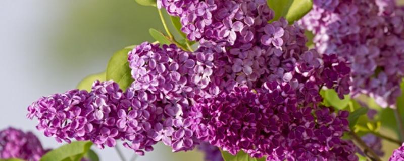 怎么养欧洲丁香花，幼树适合放在半阴环境下养护