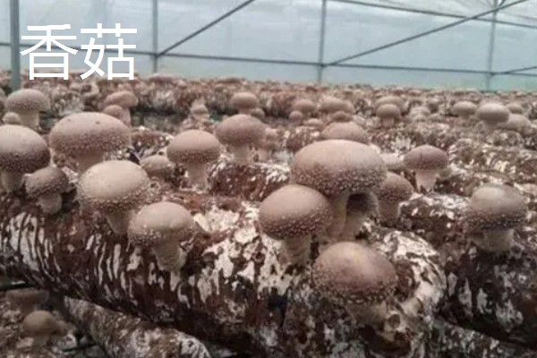 菌菇有什么种类,常见香菇、金针菇、茶树菇等品种