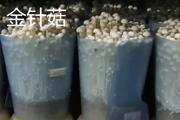 菌菇有什么种类,常见香菇、金针菇、茶树菇等品种