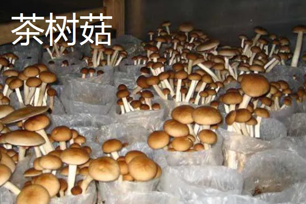 菌菇有什么种类,常见香菇、金针菇、茶树菇等品种