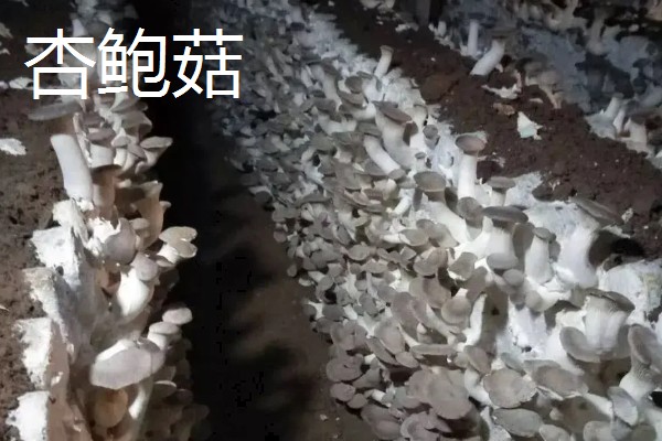 菌菇有什么种类,常见香菇、金针菇、茶树菇等品种