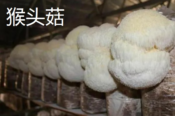 菌菇有什么种类,常见香菇、金针菇、茶树菇等品种