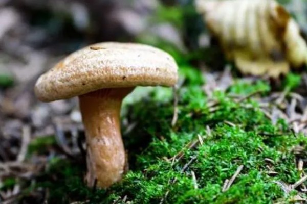 菌菇有什么种类,常见香菇、金针菇、茶树菇等品种