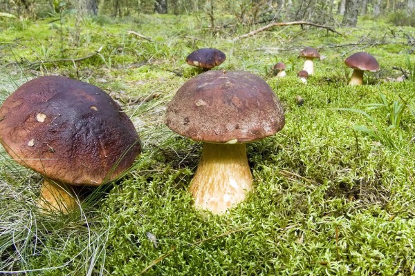 菌菇有什么种类,常见香菇、金针菇、茶树菇等品种