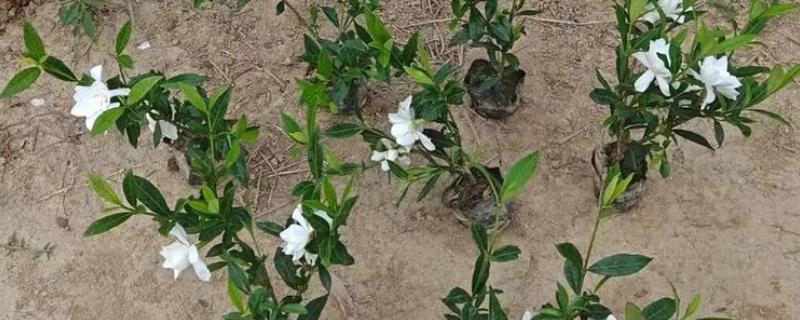 让栀子花幼苗快速生长的方法，适应环境后再慢慢接受阳光照射
