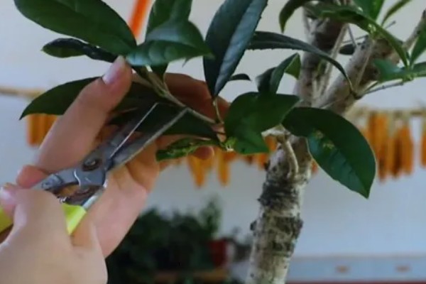 桂花的开花过程,桂花开花前会长花芽