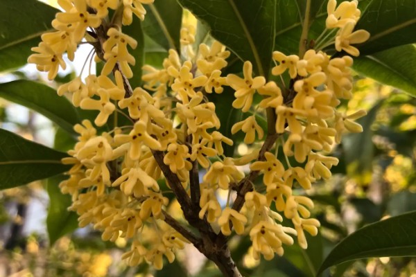 桂花的开花过程,桂花开花前会长花芽