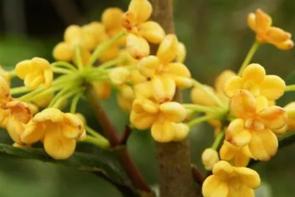桂花的开花过程,桂花开花前会长花芽