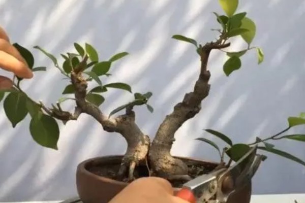 怎么养榕树盆景,夏季一定要采取遮光的措施