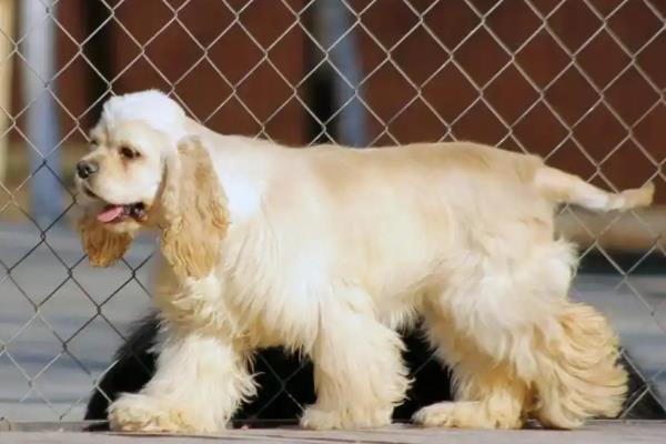 美卡犬的体重，重量一般在10-13公斤之间