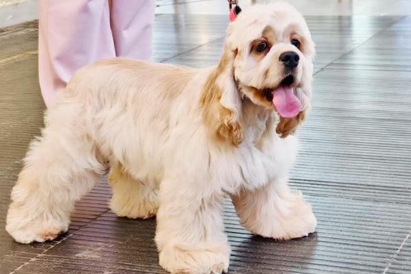 美卡犬的体重，重量一般在10-13公斤之间