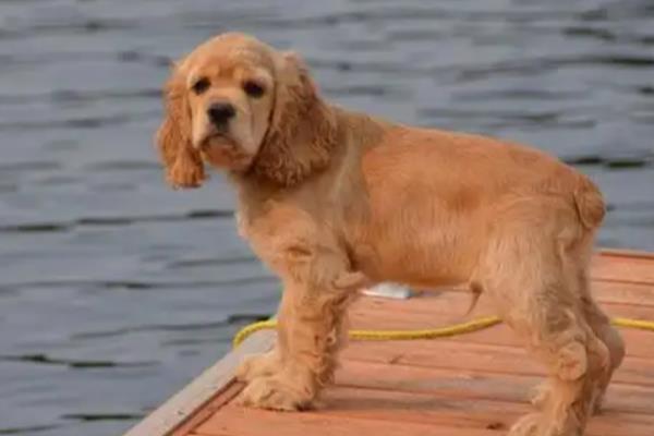 美卡犬的体重，重量一般在10-13公斤之间