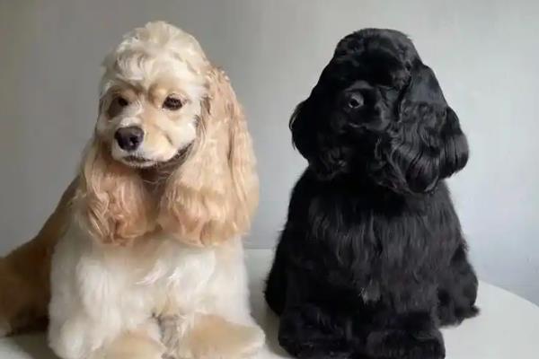 美卡犬的体重，重量一般在10-13公斤之间