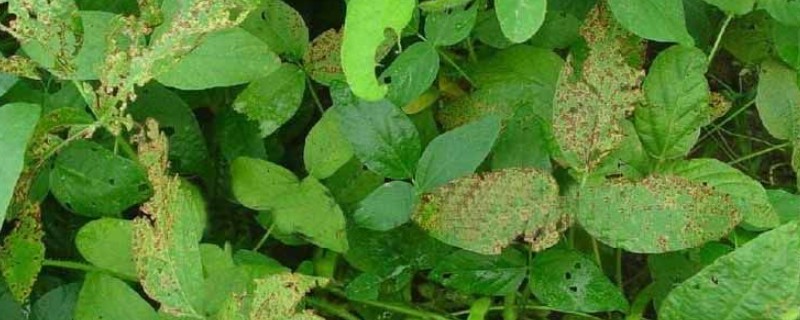 大豆紫斑病怎么防治，结荚期、嫩荚期等时期可以喷施苯菌灵等药物