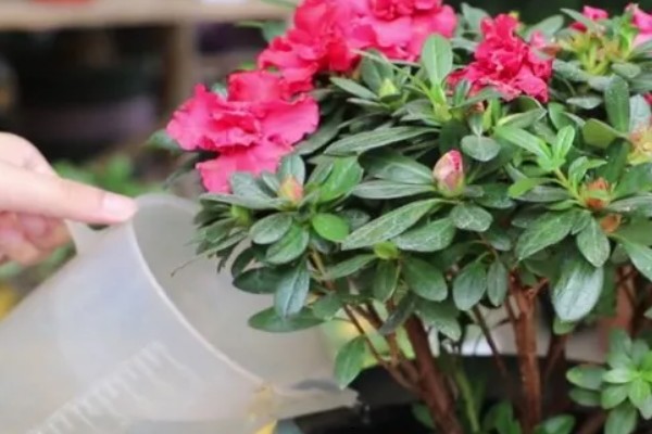 杜鹃花怎么养殖,春秋季节每隔2-3天浇一次水