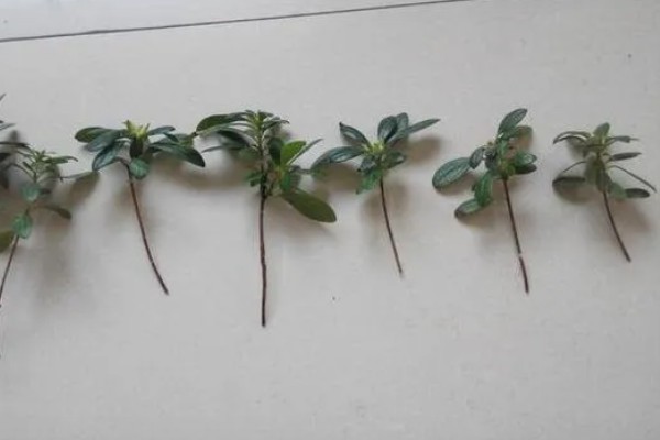 杜鹃花怎么养殖,春秋季节每隔2-3天浇一次水