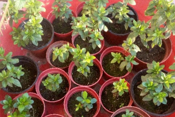 杜鹃花怎么养殖,春秋季节每隔2-3天浇一次水