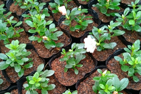 杜鹃花怎么养殖,春秋季节每隔2-3天浇一次水
