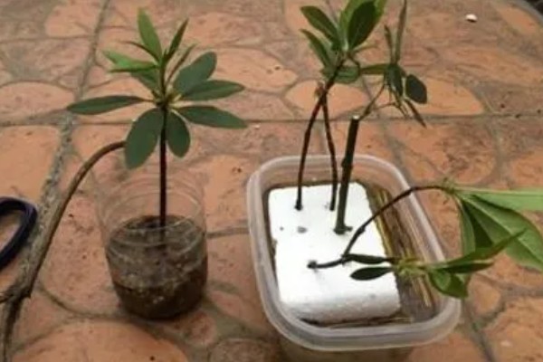 杜鹃花怎么养殖,春秋季节每隔2-3天浇一次水