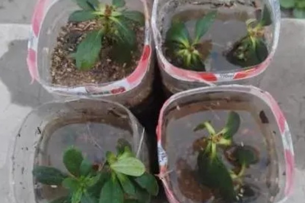 杜鹃花怎么养殖,春秋季节每隔2-3天浇一次水